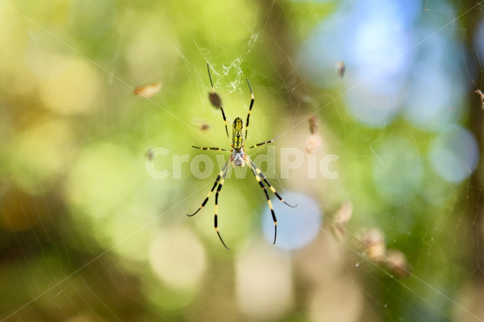 거미,자연,배경,spider,거미줄,동물,animal,곤충,벌레,insect,bug
