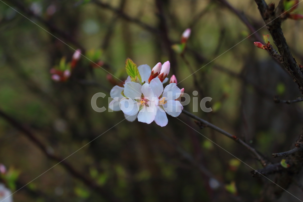 식물,벚꽃,봄,꽃,plant
