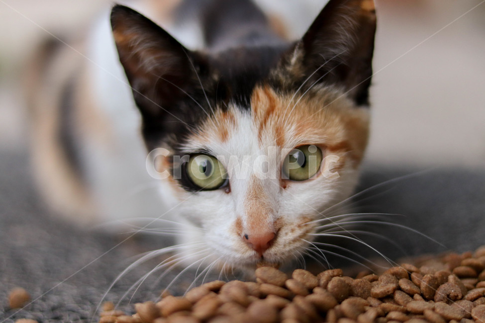 고양이,cat,길고양이,삼색냥이,삼색,자연,사료,동물,animal,포유류,mammal,고양이,cat,kitten,kitty
