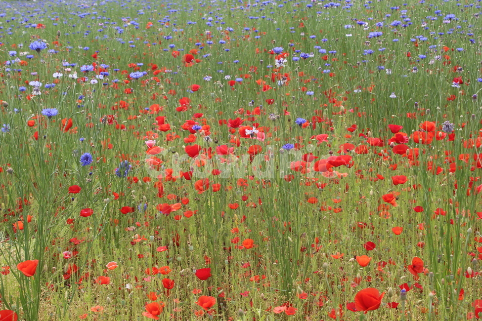 양귀비,수레국화,꽃밭,꽃,flower,flowers