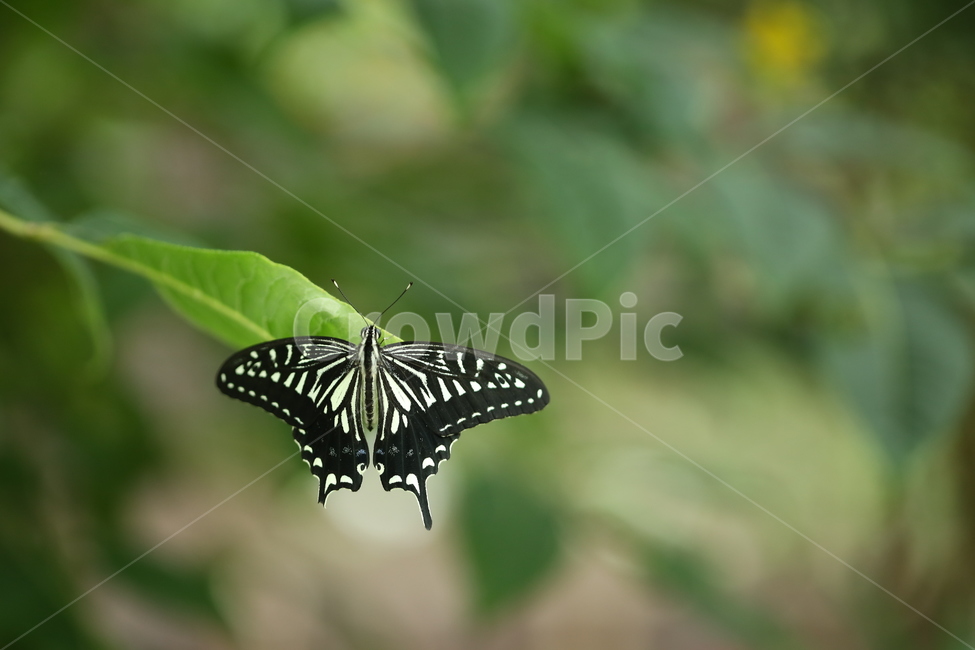 서울숲,나비,butterfly,검정나비,나비정원,식물,자연,plants,nature,동물,animal,곤충,벌레,insect,bug