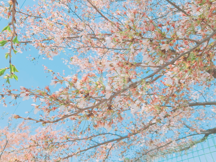 벚꽃,봄,벚나무,꽃,벚꽃나무