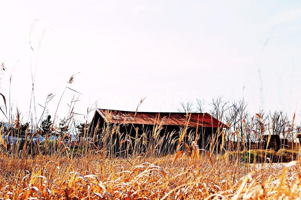 소금창고,창고,생태공원,갈대,풍경,자연,배경,가을,계절,fall,autumn,season,시골,마을,풍경,landscape,country,rural,town,nature,outdoors,옥외,building,건물