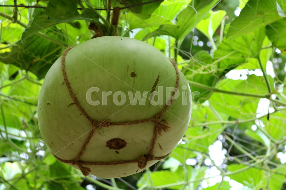 박,호박,식물,덩굴식물,열매,넝쿨식물,자연,식물,자연,plants,nature,과일,열매,fruit