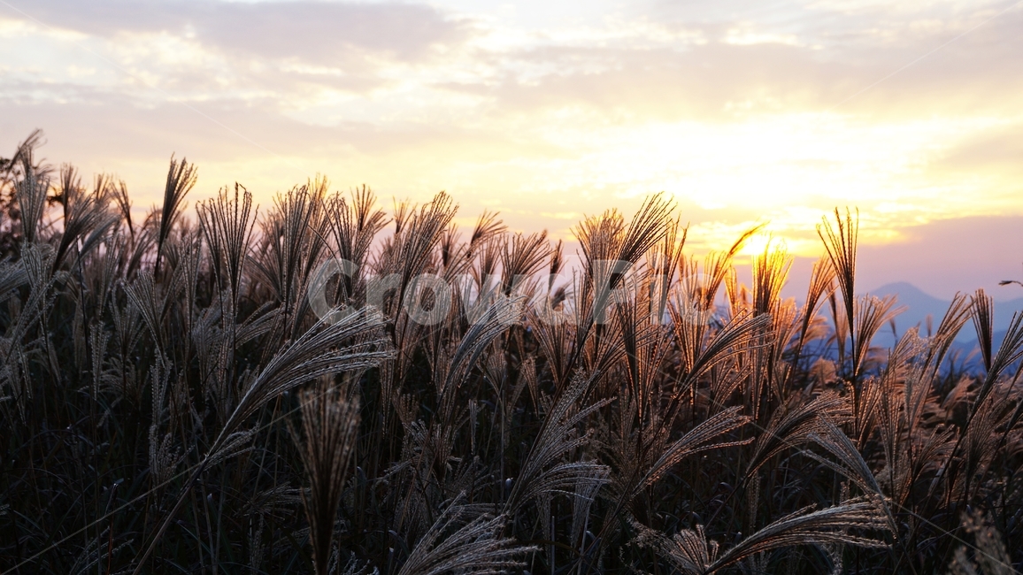 가을,억세,억세풀,가을산,가을풍경,자연,풍경,nature,landscape,grass,잔디,plant,식물