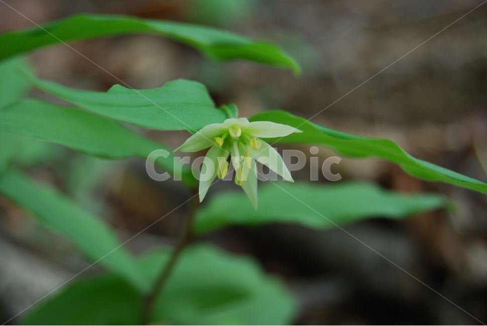 고령산,자연,휴양숲,봄,공원,봄,계절,spring,season,식물,자연,plants,nature,꽃,flower,plant