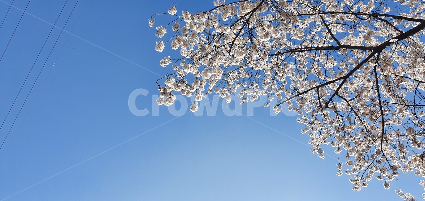 벚꽃,하늘,봄,plant,식물