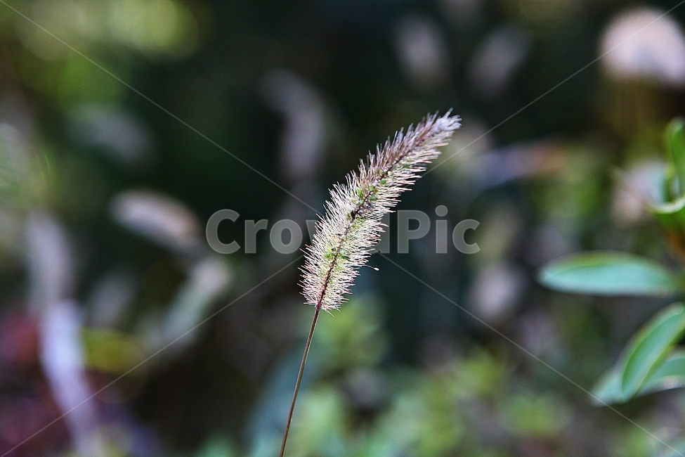 강아지풀,꽃,식물,자연,역광,풀,잡초,공원,식물,자연,plants,nature