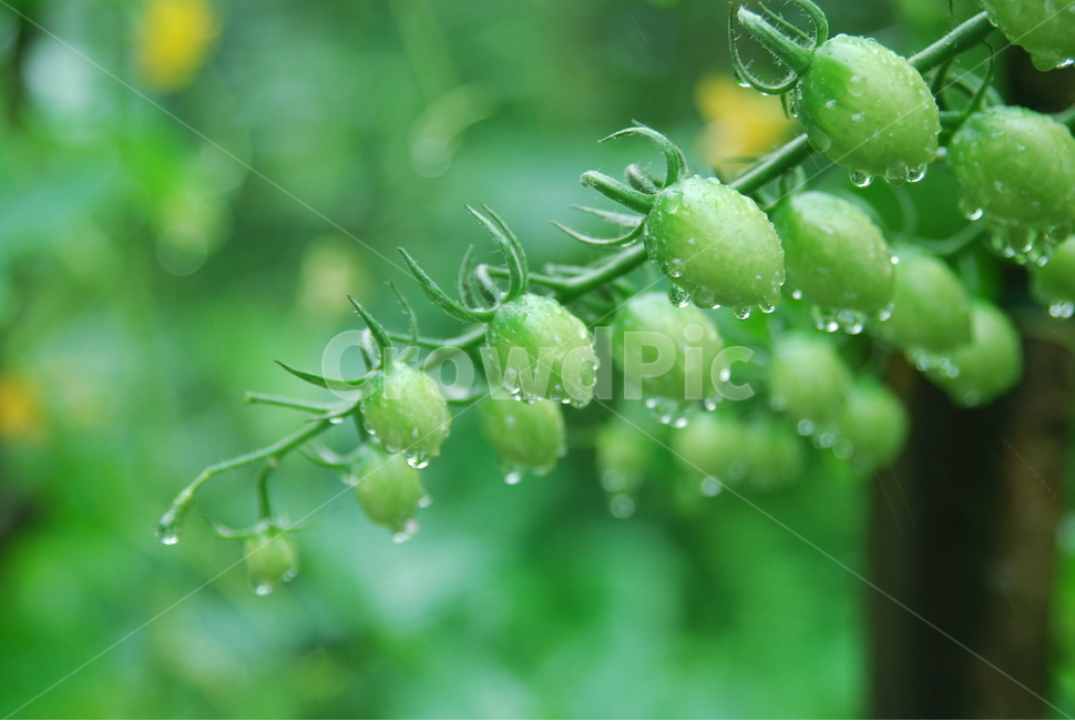 water drop,green,Unripe tomatoes,Cherry Tomato,tomato