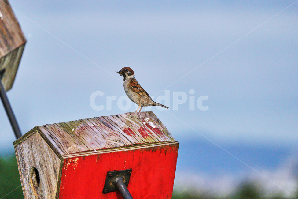 참새,둥지,먹이,자연,조류,하늘공원,먹이활동,동물,animal,조류,새,birds
