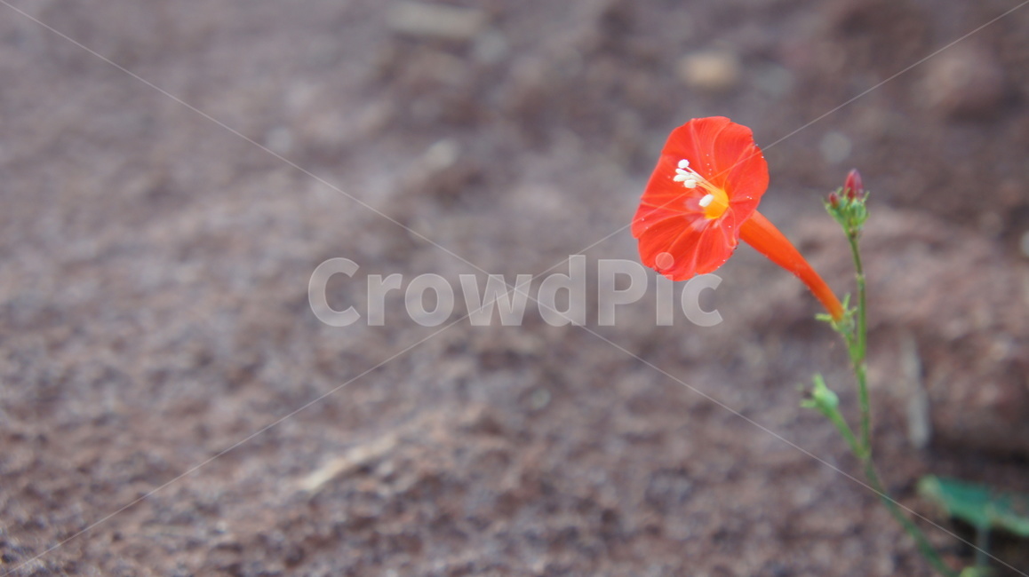 들꽃,풀꽃,plant,식물,들,바탕화면,배경화면,식물,자연,plants,nature,꽃,flower