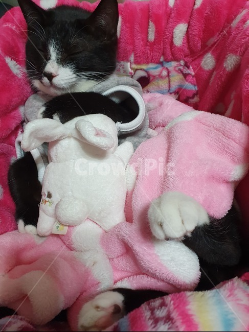 고양이,겨울,잠자는고양이,cat,겨울고양이