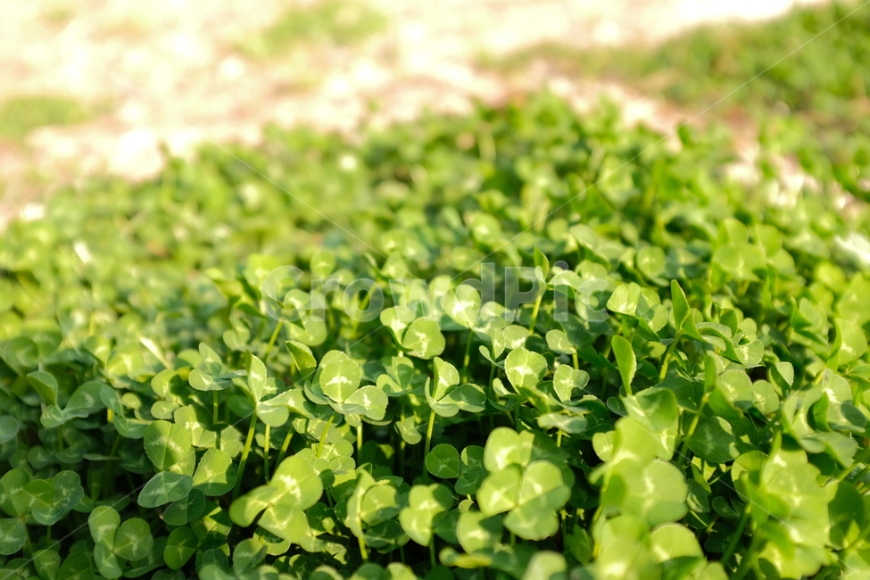 클로버,clover,plant,식물,grass,풀,green,ground,땅,녹색,네잎클로버,행운,luck