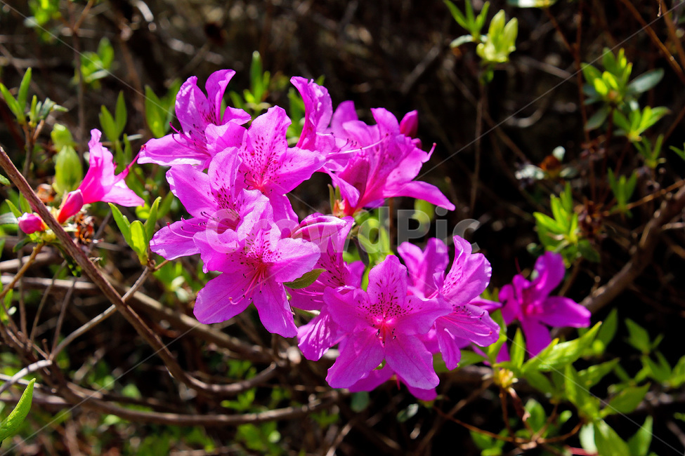 꽃,철쭉꽃,자연,식물,봄,진달래,철쭉,Flowers,azaleas,nature,plants,spring
