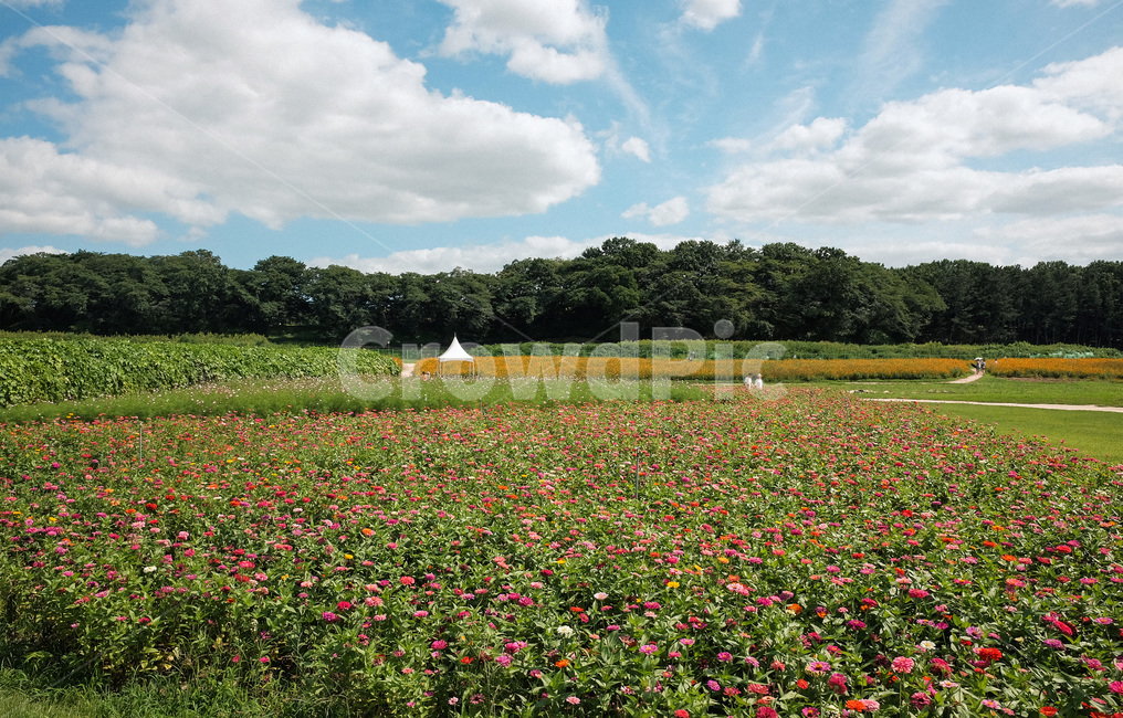 꽃,꽃밭,경주,여름,화창한,자연,plant,flower,flowergarden,summer