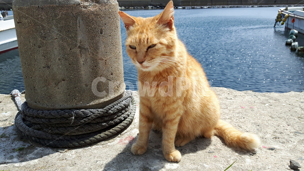 고양이,고양이섬,아이노시마,냥냥이,일본고양이섬