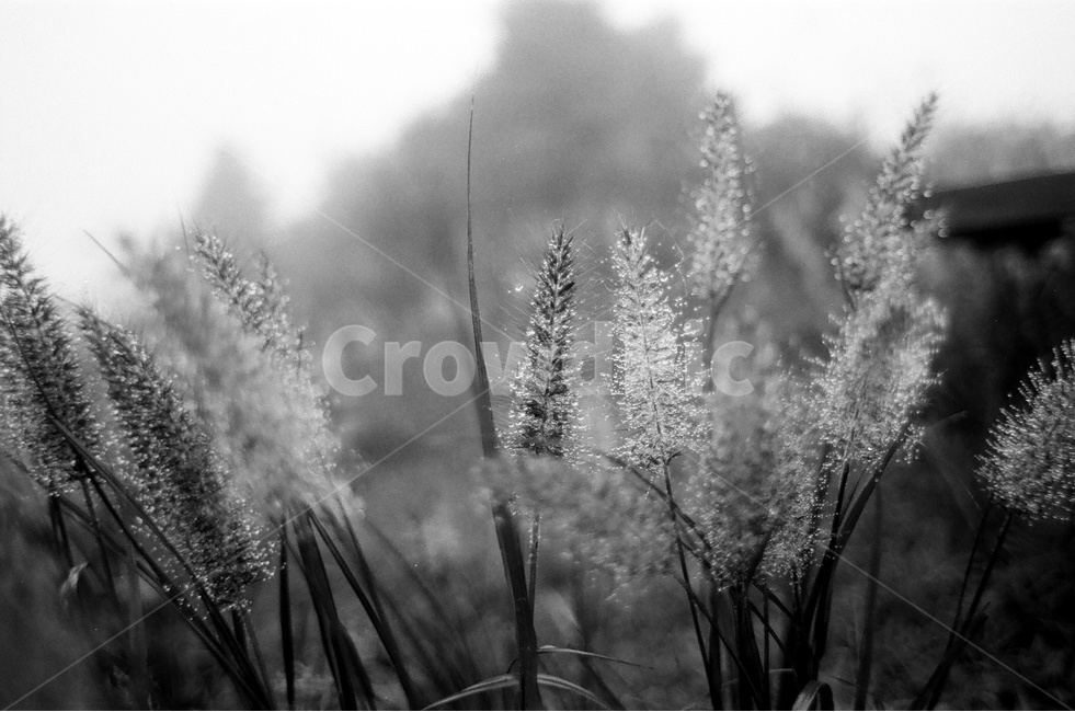 숲,안개,아침,흑백,이슬,식물,자연,plants,nature,흑백,모노톤,monochrome,black and white