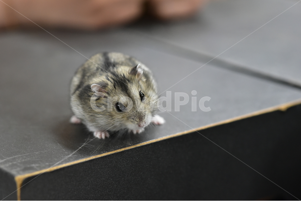 햄스터,동물,애완동물,포유류,펫,귀여움,귀여운,hamsters,mammals,pets,pet,cute,동물,animal,포유류,mammal