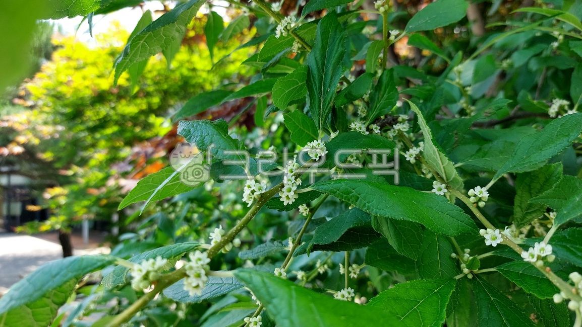 미국낙상홍,감탕나무과,감탕나무속,verticillata,leaf,잎,green,녹색,초목,vegetation