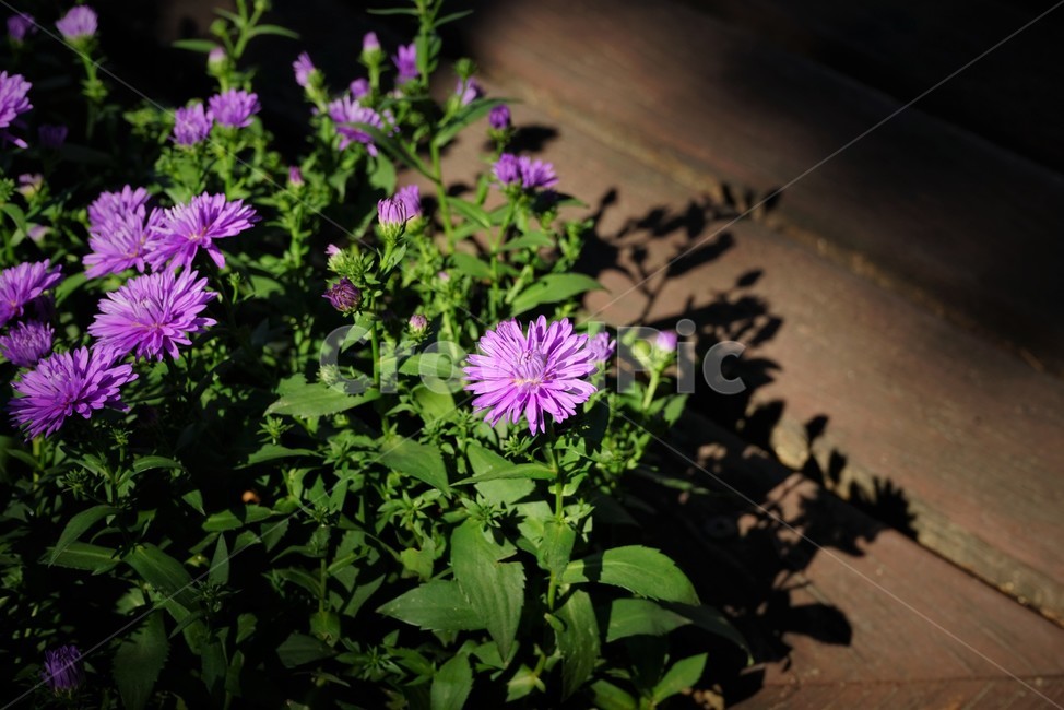 꽃,향기,계절,여름,녹색,빨강색,아름다움,자연,healing,nature,bloom,season,smell,식물,자연,plants,nature,꽃,flower