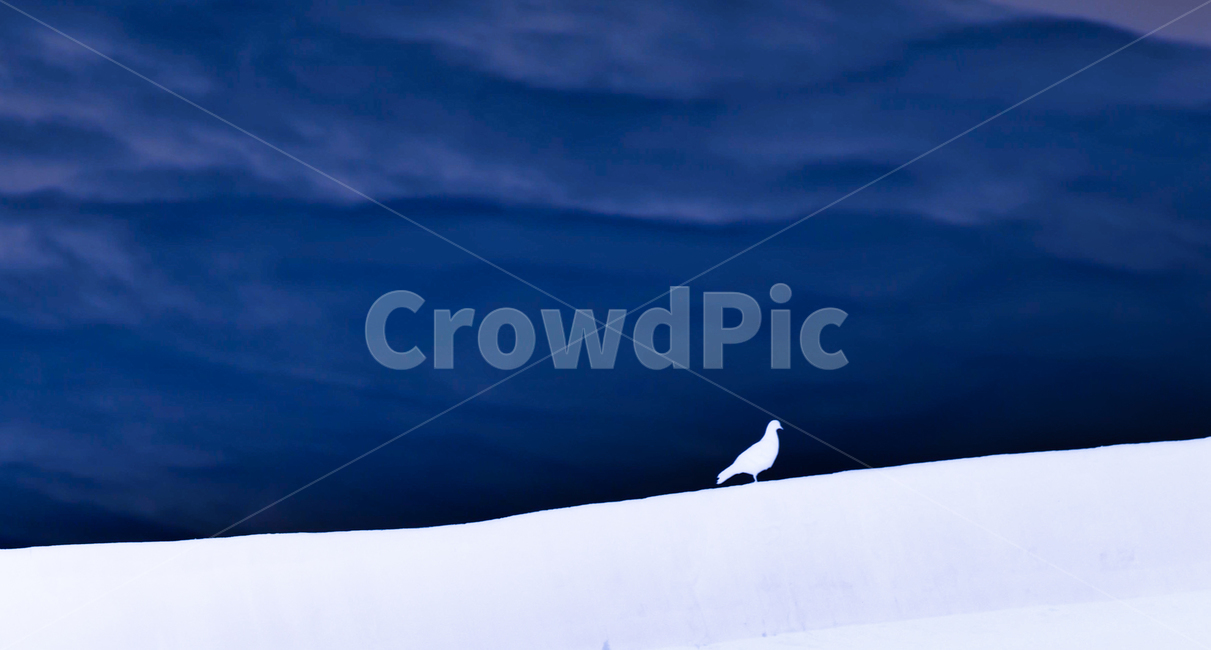 새,동물,자연,외로움,새한마리,동물,animal,조류,새,birds