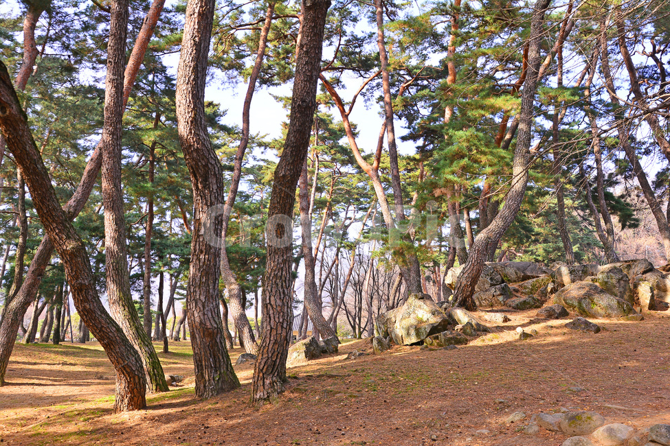 한국자연풍경,소나무,소나무숲,솔잎,솔숲,상록수,나무,피톤치드,힐링,토종,환경,자연,솔방울,줄기,껍질,한국적,pinetree,korean,tree,forest,보호림,공원,숲,청정,돌,바위,정원,plant,식물,tree trunk,나무 줄기