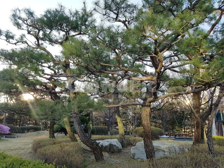 봄,나무,따뜻함,하늘,여유로움,한적함,초록,잔디,파릇파릇,햇빛,식물,자연,plants,nature,나무,trees,wood