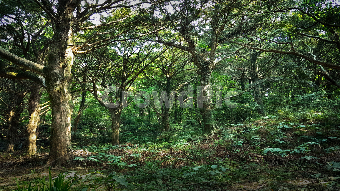 비자림,tree,나무,plant,식물,treetrunk,나무줄기,숲길,자연,숲,자연,풍경,nature,landscape,식물,plants,나무,trees,wood