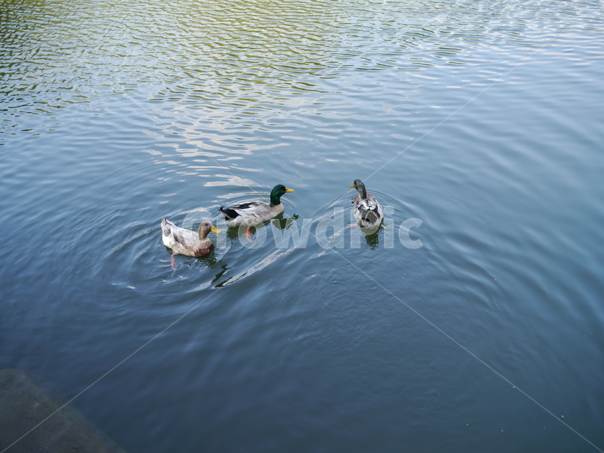 오리,호수,청동오리,민속촌,연못,조류,duck,동물,animal,조류,새,birds