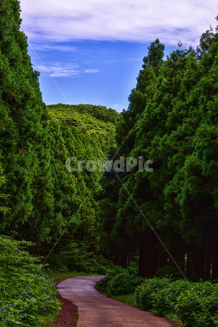 plant,식물,tree,나무,outdoors,자연,nature,옥외