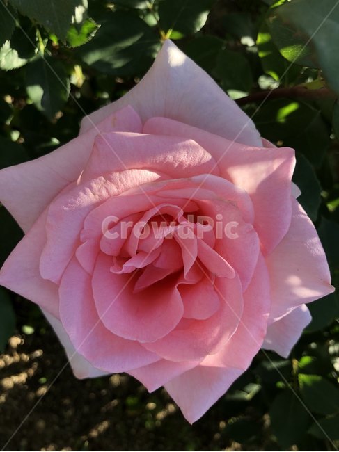 장미,오월,꽃,장미축제,장미꽃사진,식물,자연,plants,nature,꽃,flower