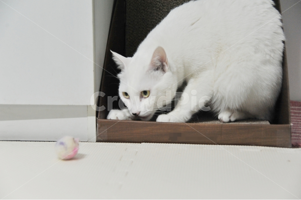 고양이,힌색고양이,장난감,애묘,하얀색,동물,놀이기구,동물,animal,포유류,mammal,고양이,cat,kitten,kitty