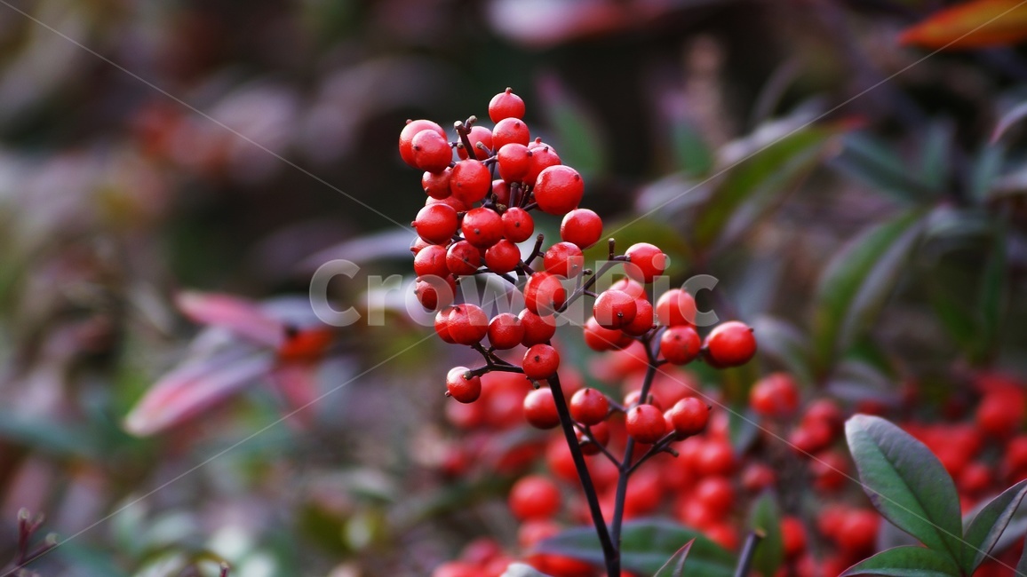 가을,나무,남천,식물,열매,식물,자연,plants,nature,과일,열매,fruit