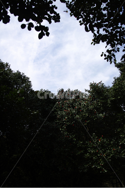 숲,동백나무,꽃,flower,계절,봄,spring,하늘,구름,자연,풍경,nature,landscape