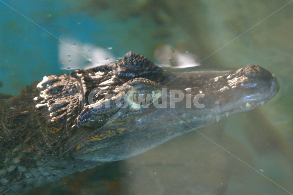 악어,동물,야생동물,crocodile,alligator,악어눈,눈,동물,animal,파충류,양서류,reptile,amphibian