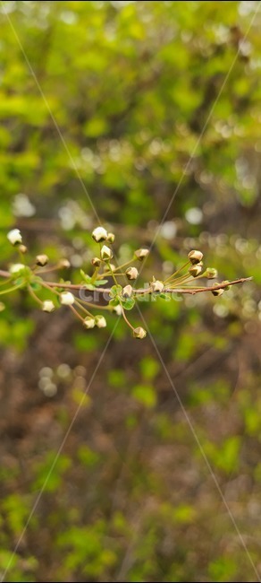 bud,plant,싹,식물,blossom,sprout,새싹,flower,꽃