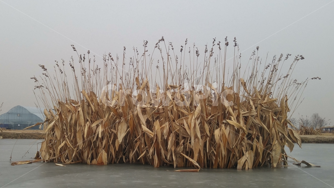 저수지,갈대,겨울저수지,얼음,하늘,겨울,추억,데이트,계절,식물,자연,plants,nature