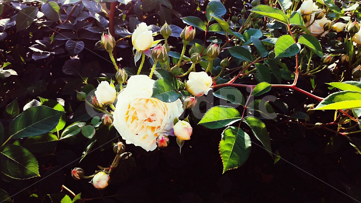 장미,노란장미,축제,꽃,풍경,식물,자연,plants,nature,꽃,flower