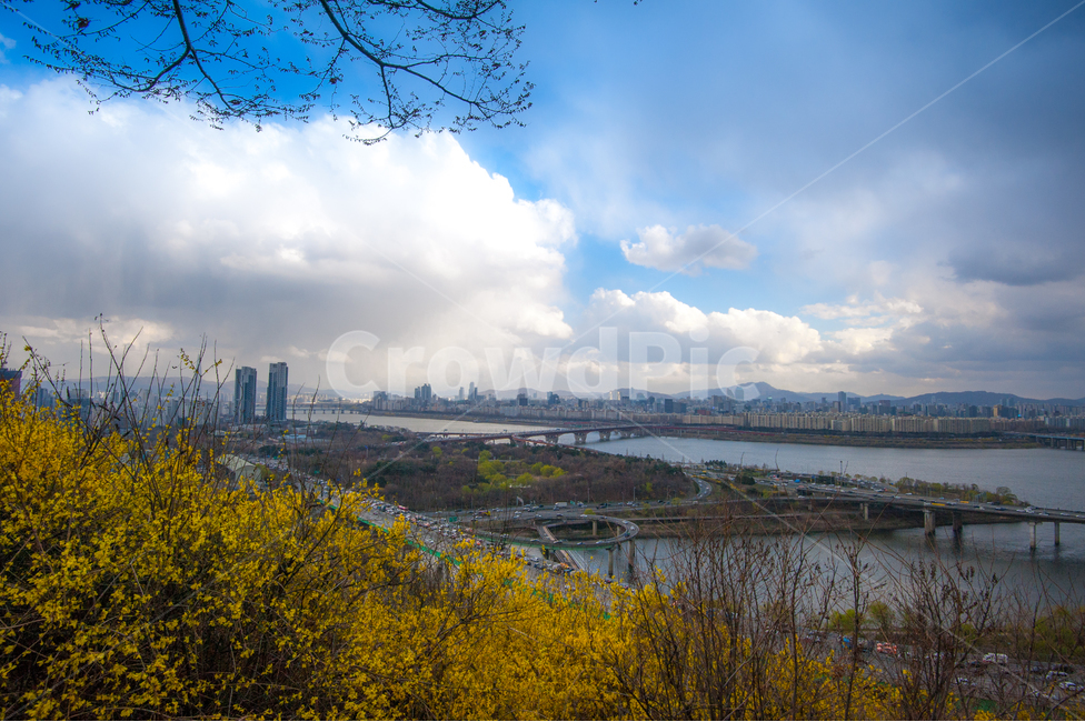 응봉산,개나리,희망,정,감격,달성,봄,계절,spring,season,도시,풍경,city,landscape,nature,자연,outdoors,옥외,land,땅,weather,날씨