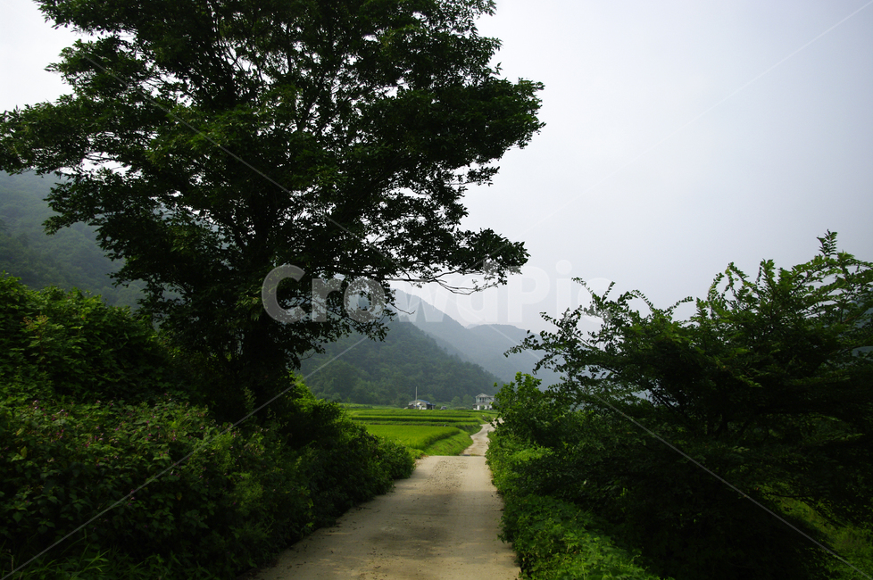 길,나무,풍경,시골,초록,자연,풍경,nature,landscape,outdoors,옥외,scenery
