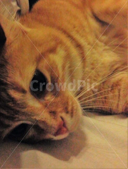 고양이,고양이얼굴,cat,closeup,cute,귀여움,눈망울,애교,클로즈업,동물,animal,동물,animal,포유류,mammal,고양이,cat,kitten,kitty