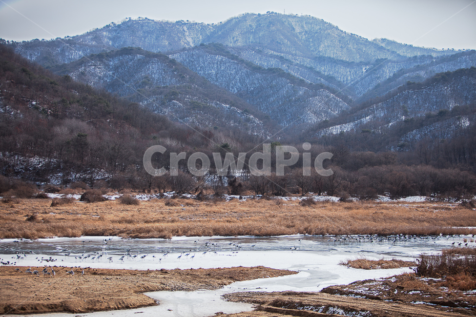 겨울산,겨울,산맥,산,시내,개천,철새,새,두루미,철새도래지,강추위,얼음,농촌,갈대,국토,철원,마을,눈,시골,winter,mountain,stream,bird,birdofpassage,cold,ruralarea,countryside,village,snow,겨울,계절,winter,season,자연,풍경,nature,landscape,한국자연풍경,한국자연경관,korea nature landscape,동물,animal,조류,새,birds,outdoors,옥외,land,땅,mountain range