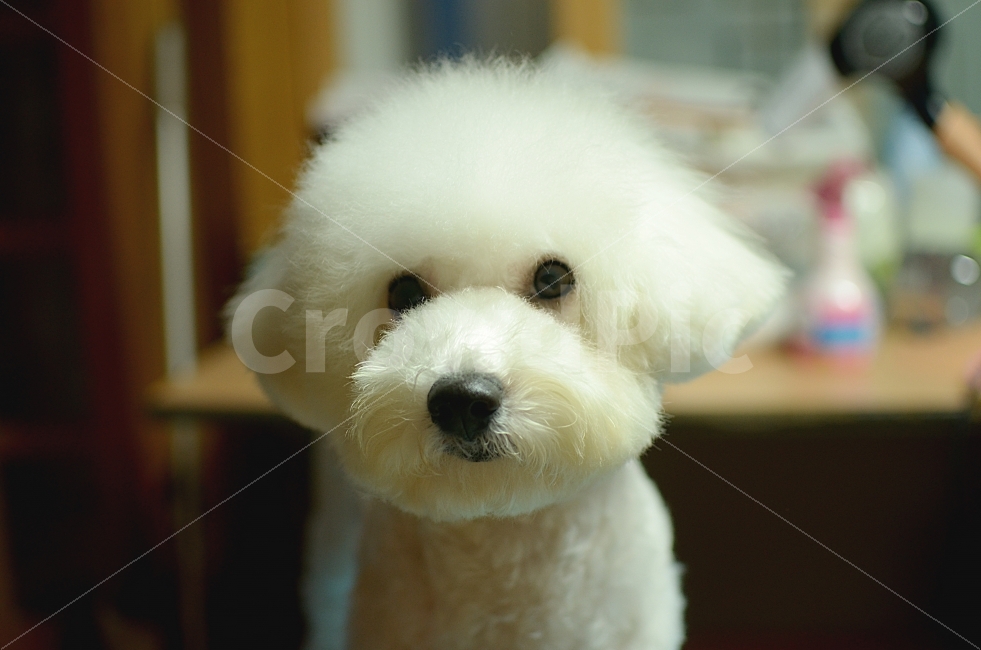 비숑프리제,강아지,반려견,비숑,가정견,동물,동물,animal,포유류,mammal,개,강아지,dog,doggy