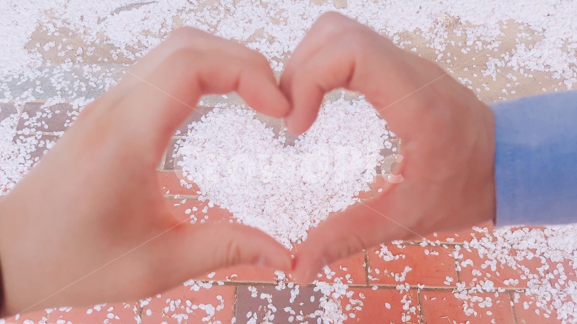 벚꽃,꽃잎,손,하트,봄,손하트,하트모양,떨어진꽃잎,감성사진,flower,petal,따뜻함,봄,계절,spring,season,꽃,flower,사람,인물,인간,human,person,신체일부,몸,body,손,제스처,표시,손짓,표현,gesture,hand,sign,expression,감정표현,기분,feeling,emotion