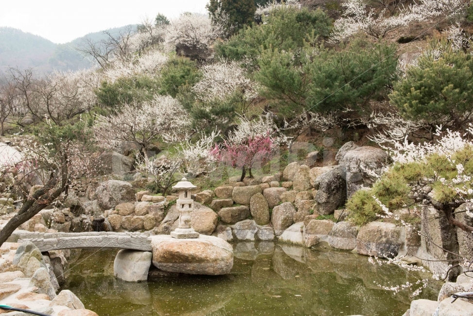 섬진강,섬진강기행,기행,남도,전라도,일상,시골,니콘,NIKON,D750,DSLR,사진,여행,정취,느낌,파스텔톤,파스텔,매화꽃,흰색,매화,청매농원,청매원,청매실농원,청매화농원,매화축제,매화꽃축제,섬진강축제,축제,매화마을,광양,전남광양,전남,새싹,봄,한국전통,한국문화,korean traditional,korean culture,자연,풍경,nature,landscape,봄,계절,spring,season,water,물,outdoors,옥외