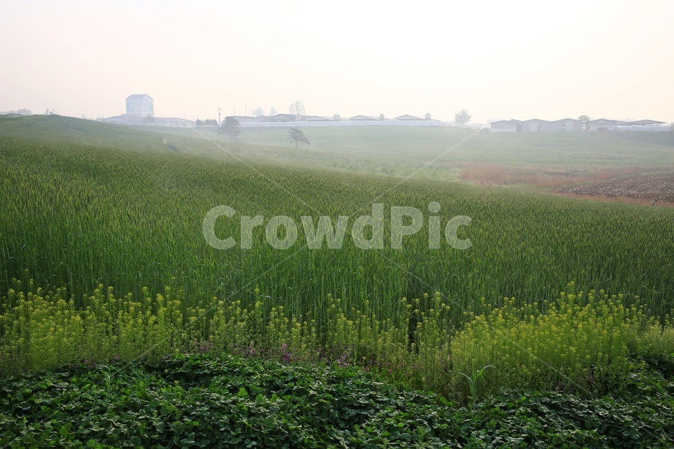경기,안성,팜랜드,안성팜랜드,농사,농업,경작,rural,농촌,farm,농장,meadow,field,들,outdoors,옥외,grassland,목초지,nature,자연,plant,식물