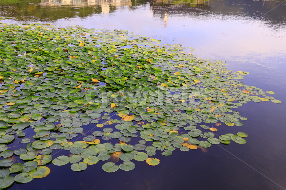 nature,자연,outdoors,옥외,water,식물,plant,물,연못,연꽃,식물,자연,plants,nature