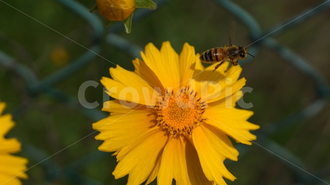 금계국,꽃,플라워,자연,식물,flower,nature,철조망,벌,곤충,insect,bee,honey,동물,animal,꽃사진,접사,macro,풍경,landscape,plants,식물,자연,plants,nature,동물,animal,곤충,벌레,insect,bug,꽃,flower