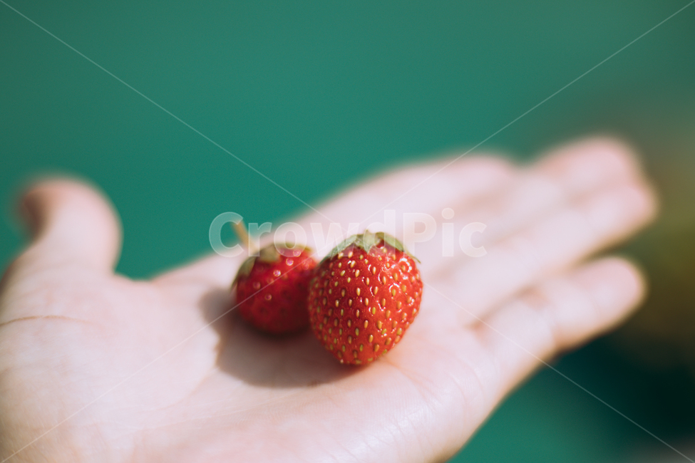 딸기,손,손바닥,과일,strawberry,fruit,hand,음식,식재료,요리,food,cook,meal,dishes,food reserves,과일,열매,fruit,감성,sensible,feeling