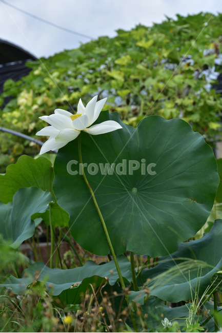 연꽃,연잎,호수,lotus,lotuses,식물,자연,plants,nature,꽃,flower